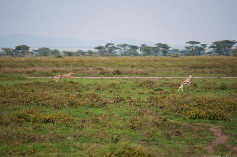 Time to hunt, Serengeti