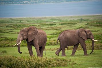 Elephants, Ndutu Lake